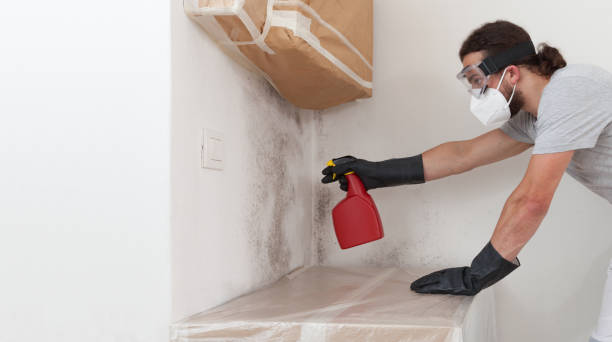Professional Attic Mold Remediation technician working in Medina, NY